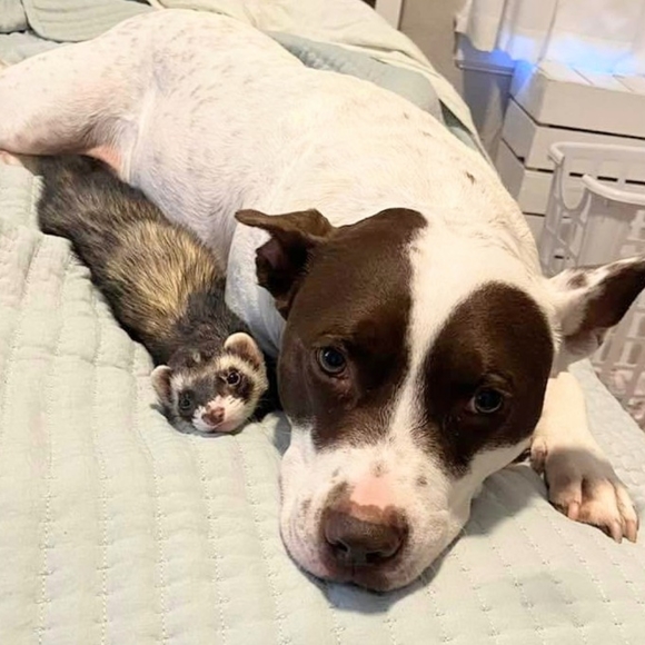 Meet your Posher, Alexandra - Picture 3 of 4